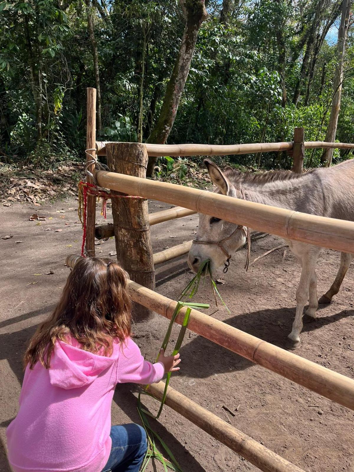 Boscana Forest Resort & Residence Coscomatepec de Bravo 외부 사진